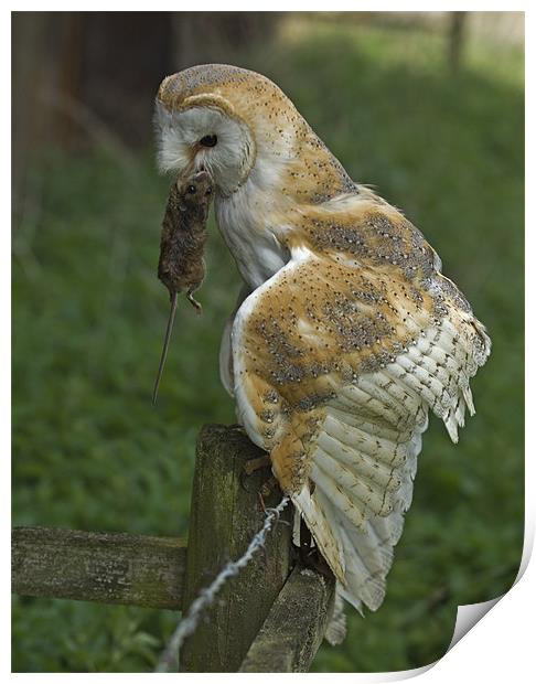 Barn Owl (Tyto alba) Print by Peter Oak