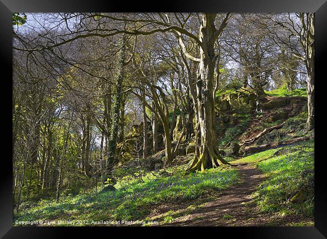 Bluebell Woods, Newtownards, County Down Framed Print by Jane McIlroy