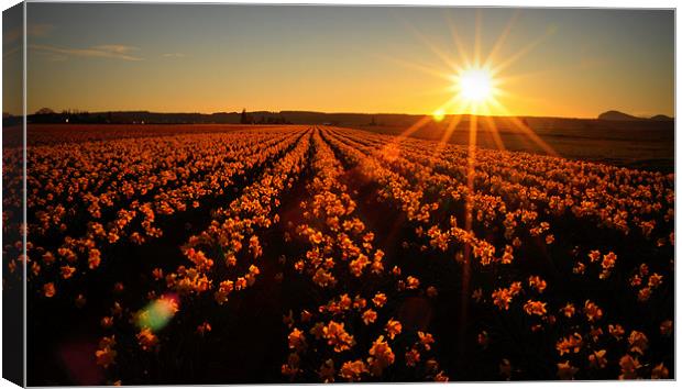Daffodils at Sunset Canvas Print by Oliver Firkins