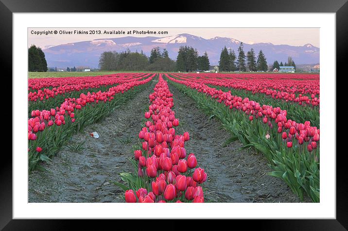 Tulips and Cascades Framed Mounted Print by Oliver Firkins