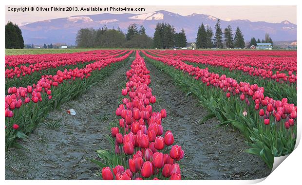 Tulips and Cascades Print by Oliver Firkins