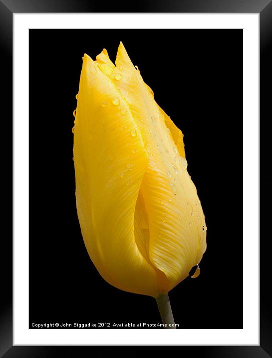 Yellow tulip after a rainshower Framed Mounted Print by John Biggadike