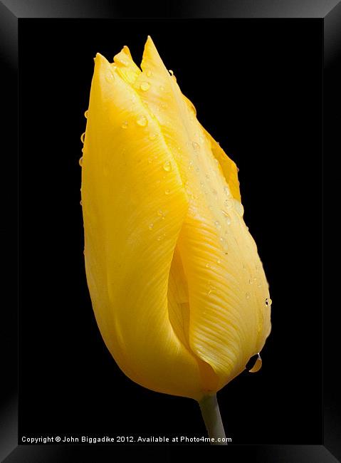 Yellow tulip after a rainshower Framed Print by John Biggadike