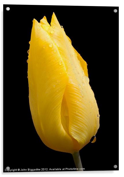 Yellow tulip after a rainshower Acrylic by John Biggadike