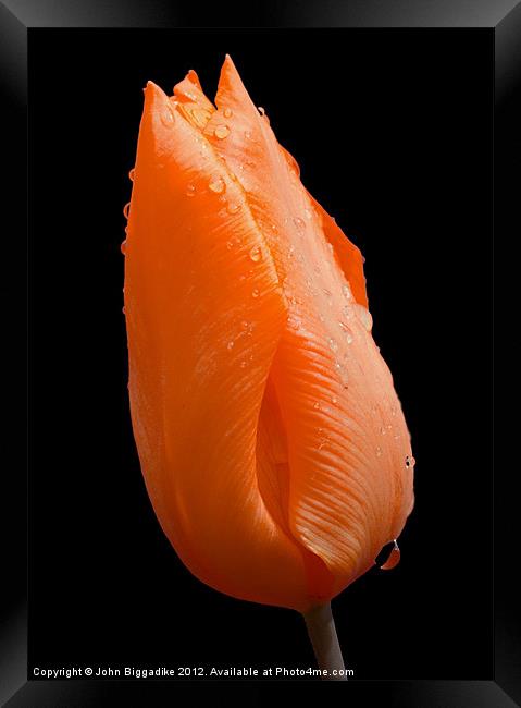 Orange Tulip head after rainshower Framed Print by John Biggadike