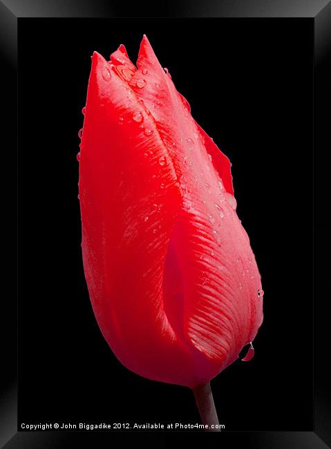 Red Tulip head after rainshower Framed Print by John Biggadike
