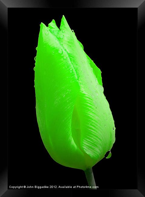 Green Tulip after Rainshower. Framed Print by John Biggadike