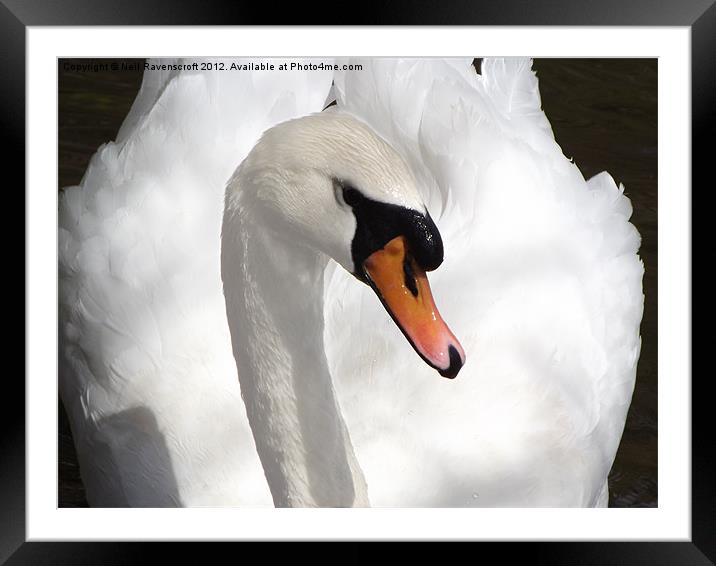 Mute swan Framed Mounted Print by Neil Ravenscroft
