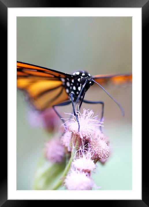 Butterfly Framed Mounted Print by piera catalano