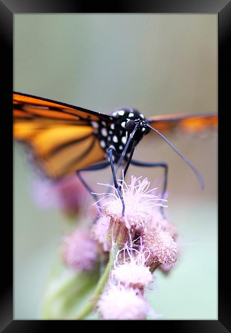 Butterfly Framed Print by piera catalano