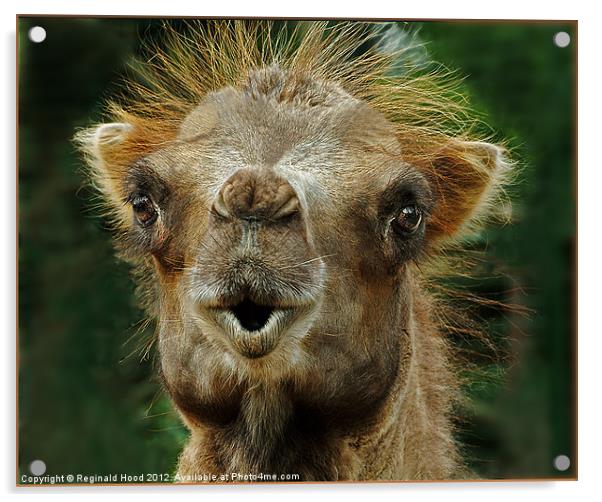 Camel Acrylic by Reginald Hood