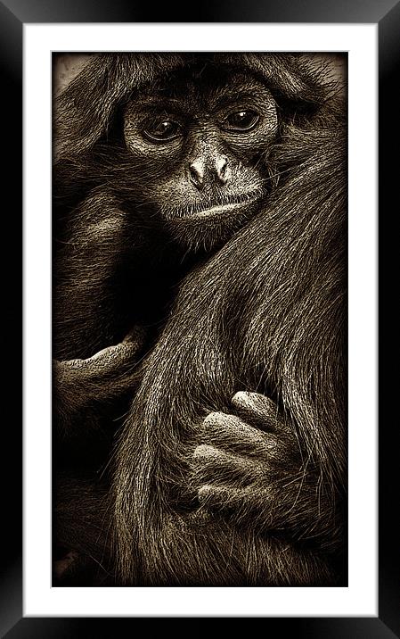 holding on Framed Mounted Print by Heather Newton