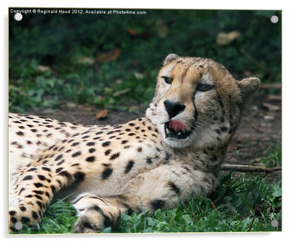 Cheetah Acrylic by Reginald Hood
