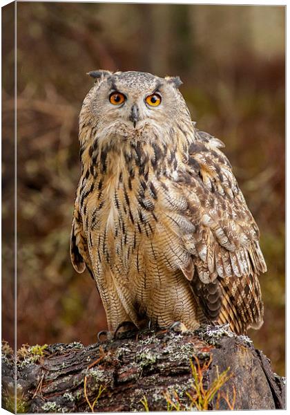 Intimidating Hunt of the Bubo Bubo Canvas Print by David Tyrer