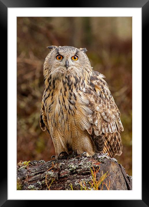 Intimidating Hunt of the Bubo Bubo Framed Mounted Print by David Tyrer
