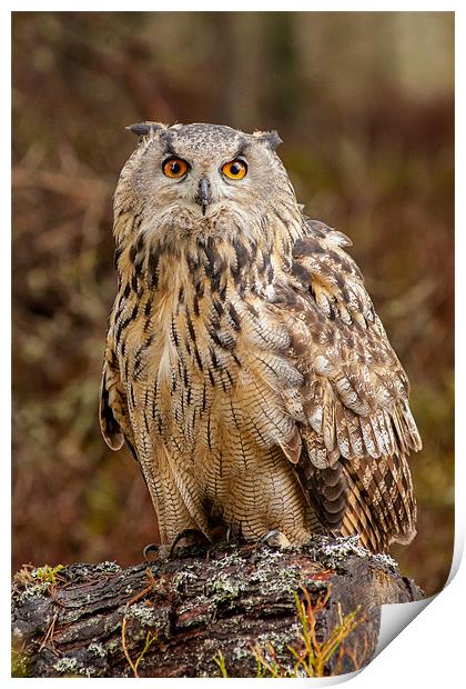 Intimidating Hunt of the Bubo Bubo Print by David Tyrer