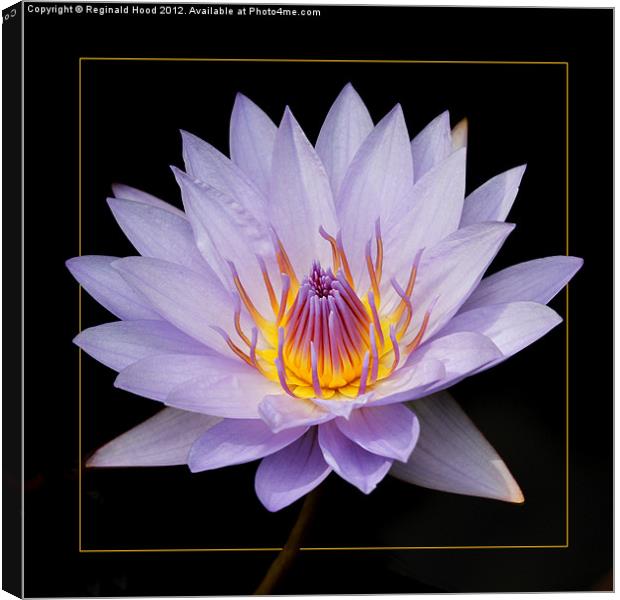 Water Lily Canvas Print by Reginald Hood