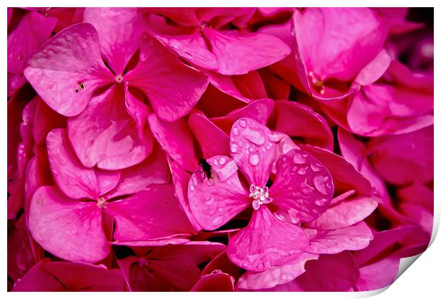 Waterdrops on flowers Print by Luke Addison