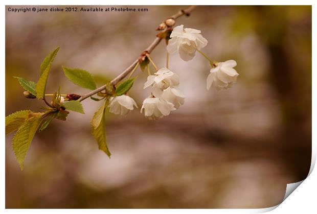 blossom days Print by jane dickie