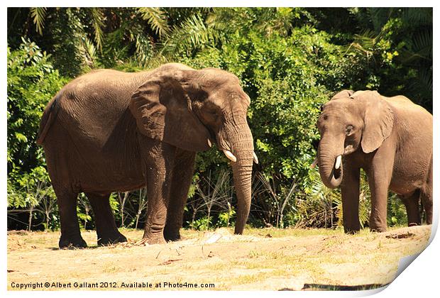 Elephants Print by Albert Gallant