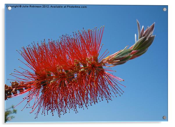 Red Bottle Brush Flower Acrylic by Julie Robinson