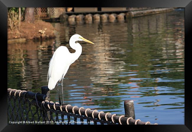 Egret Framed Print by Albert Gallant