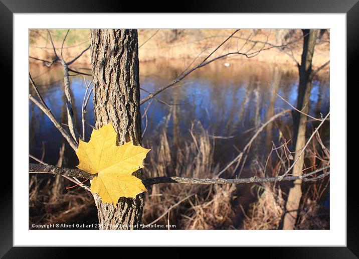 Time for Fall Framed Mounted Print by Albert Gallant