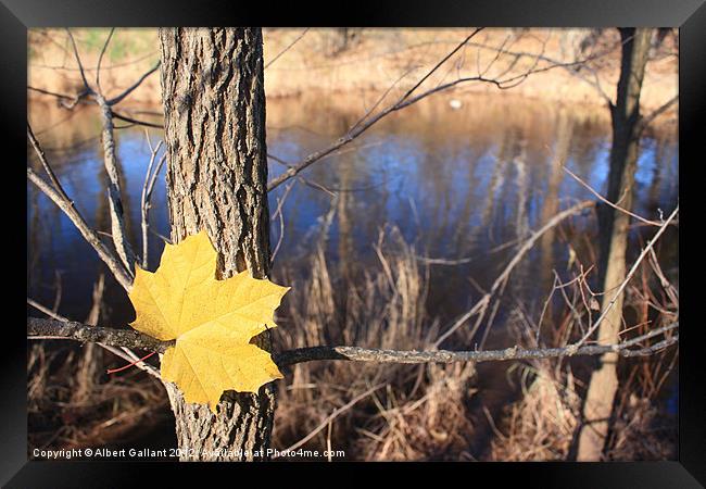 Time for Fall Framed Print by Albert Gallant