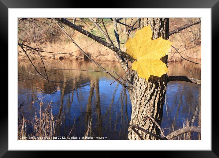 Colors of Autumn Framed Mounted Print by Albert Gallant