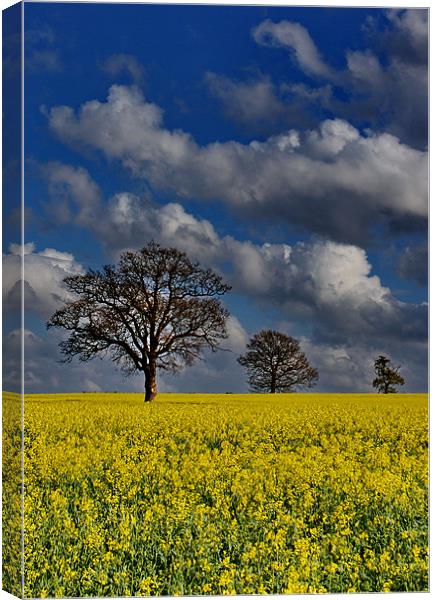 Field Of Gold Canvas Print by Phil Clements