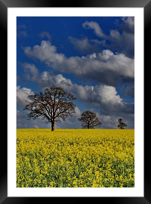 Field Of Gold Framed Mounted Print by Phil Clements