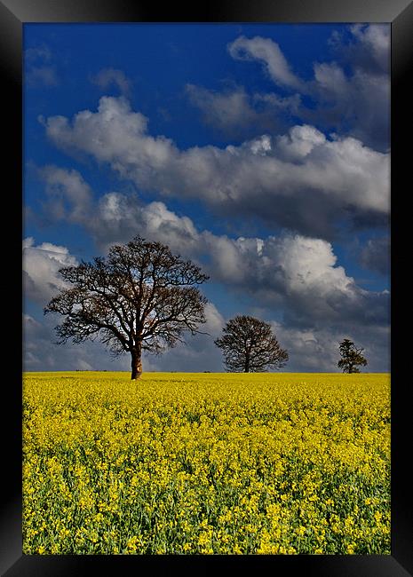 Field Of Gold Framed Print by Phil Clements