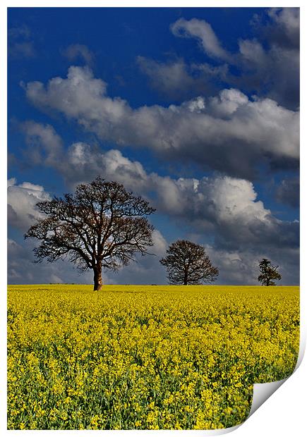 Field Of Gold Print by Phil Clements