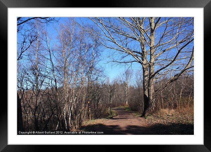 November Forest Framed Mounted Print by Albert Gallant