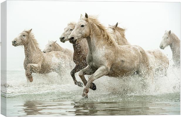 Galloping Grace of Camargue Horses Canvas Print by David Tyrer