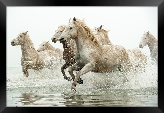 Galloping Grace of Camargue Horses Framed Print by David Tyrer