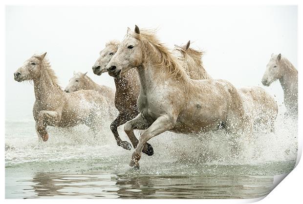 Galloping Grace of Camargue Horses Print by David Tyrer