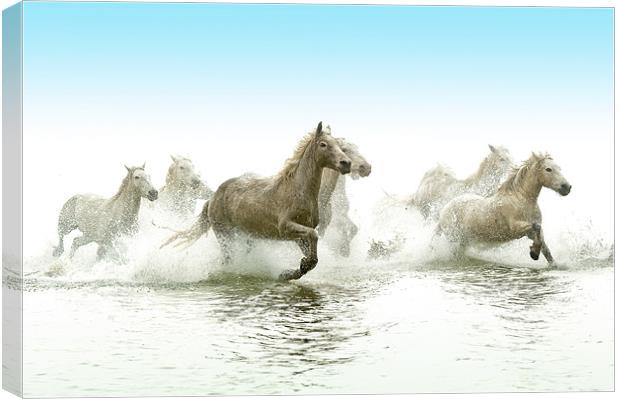 Echoes of Antiquity: Camargue Horses Canvas Print by David Tyrer
