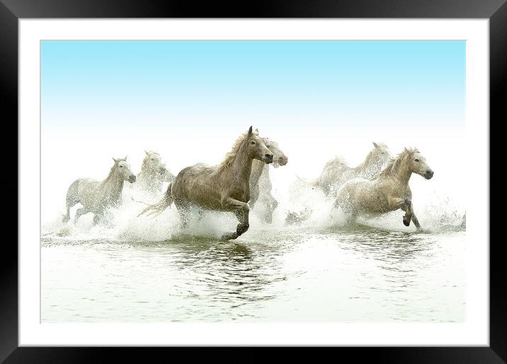 Echoes of Antiquity: Camargue Horses Framed Mounted Print by David Tyrer