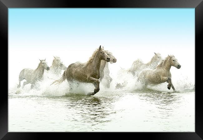 Echoes of Antiquity: Camargue Horses Framed Print by David Tyrer