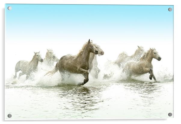 Echoes of Antiquity: Camargue Horses Acrylic by David Tyrer