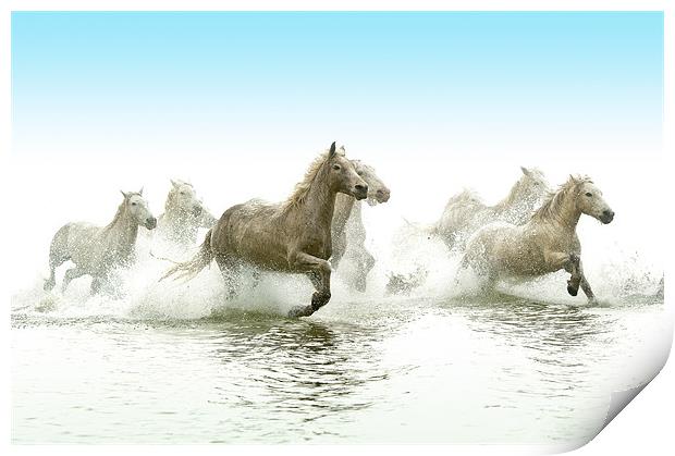 Echoes of Antiquity: Camargue Horses Print by David Tyrer
