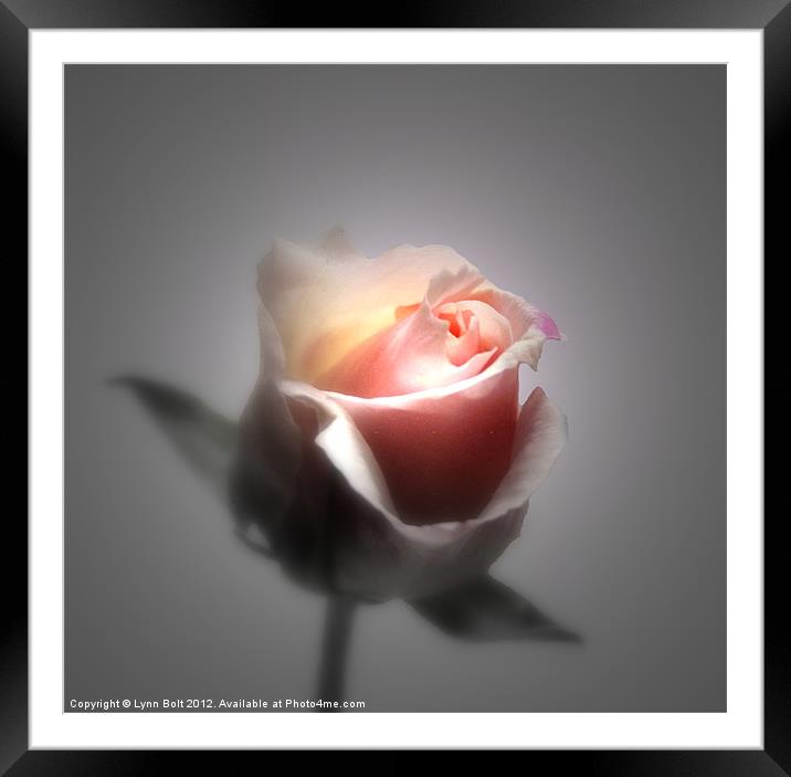 Single Rose Framed Mounted Print by Lynn Bolt