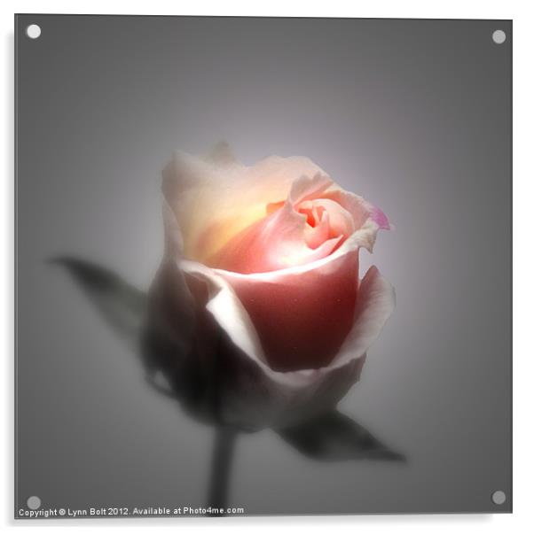 Single Rose Acrylic by Lynn Bolt
