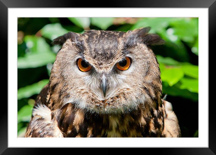 Great Horned Owl Framed Mounted Print by David Tyrer