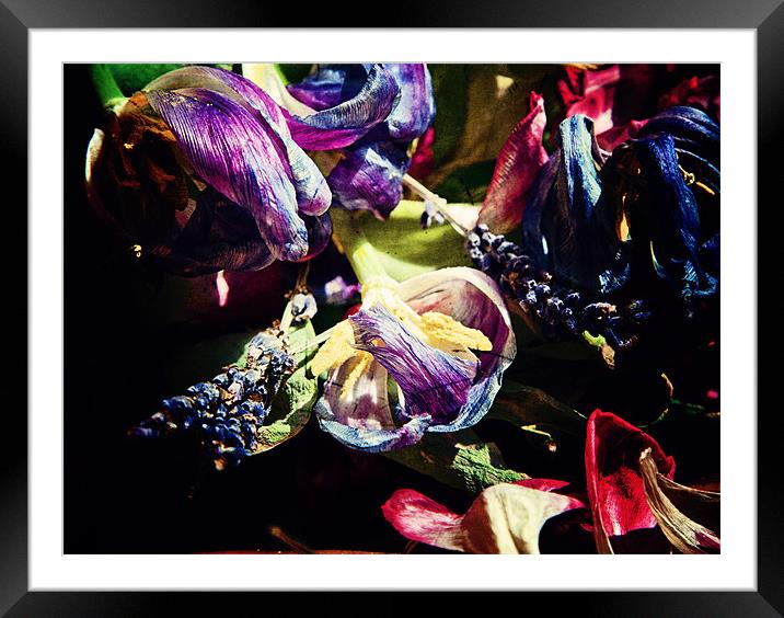 Floral Decay Framed Mounted Print by Nina Saunders