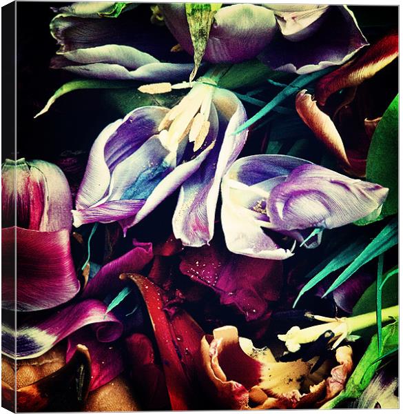Floral Decay III Canvas Print by Nina Saunders