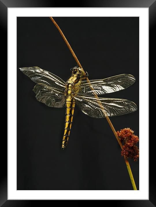 BLACK-TAILED SKIMMER Framed Mounted Print by Anthony R Dudley (LRPS)