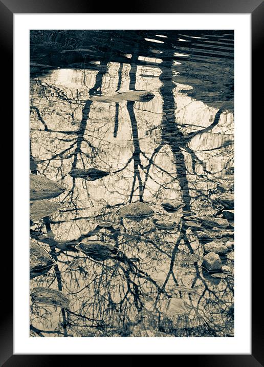 Reflected trees, with stones Framed Mounted Print by Cathy Pyle