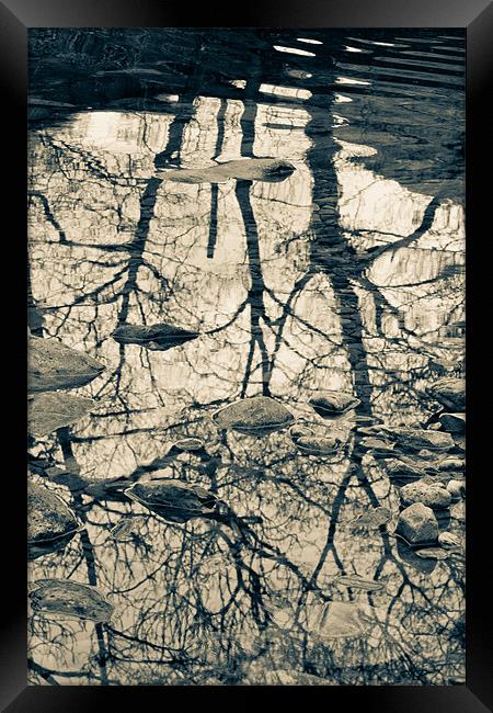 Reflected trees, with stones Framed Print by Cathy Pyle